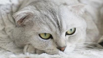 足球运动风靡，球迷热情高涨